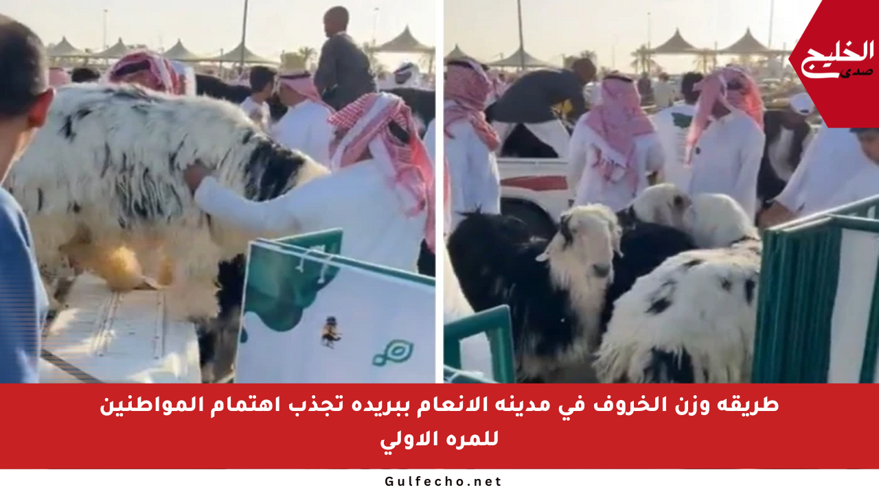 طريقة وزن الخروف في مدينة الأنعام ببريدة تجذب اهتمام المواطنين للمرة الأولى